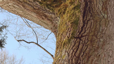 tree trunk. tree bark. closeup. oak tree in winter. tree in winter forest