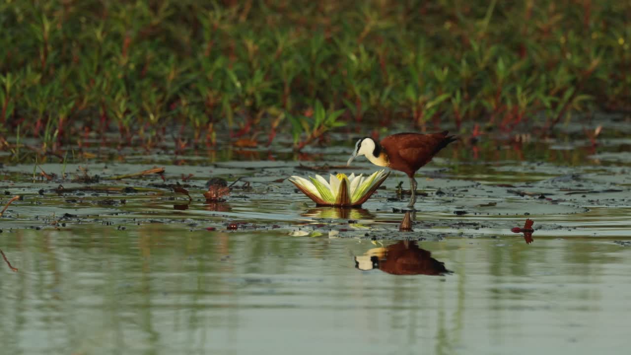 Wide shot of an African Jacana bird walking over the water lilies with beautiful reflection on the water's surface, Chobe National Park