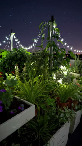 rooftop garden at night with string lights
