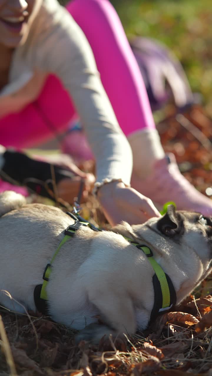 여성이 가을 공원에서 파그 개를 만지고 있다