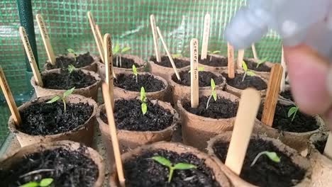 slow motion spraying new seedling plants close up panning across home greenhouse seedlings germination