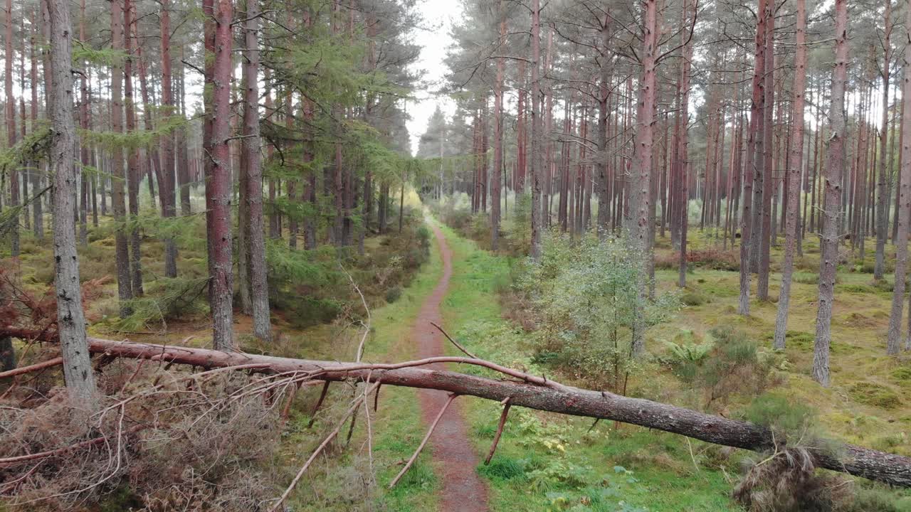 вид с воздуха на сосну, упавшую поперек тропинки посреди леса