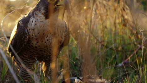 el águila halcón comiendo carne