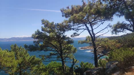 the sea and the coast in the background seen through the branches of the trees, pines in the forest, sunny day, shot turning left, cíes islands, pontevedra, galicia, spain