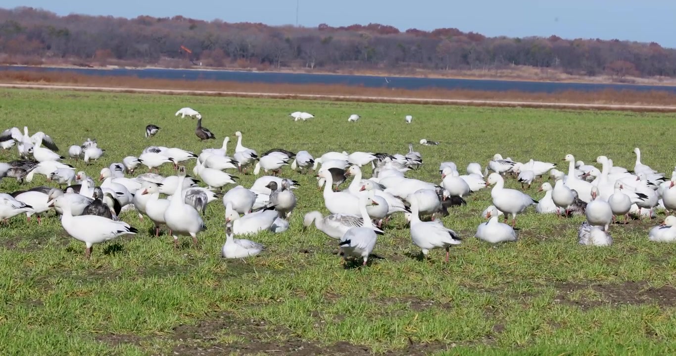 Statisk video av en enorm flokk snøgås (Anser caerulescens) i Hagerman National Wildlife Refuge nær Sherman, Texas.
