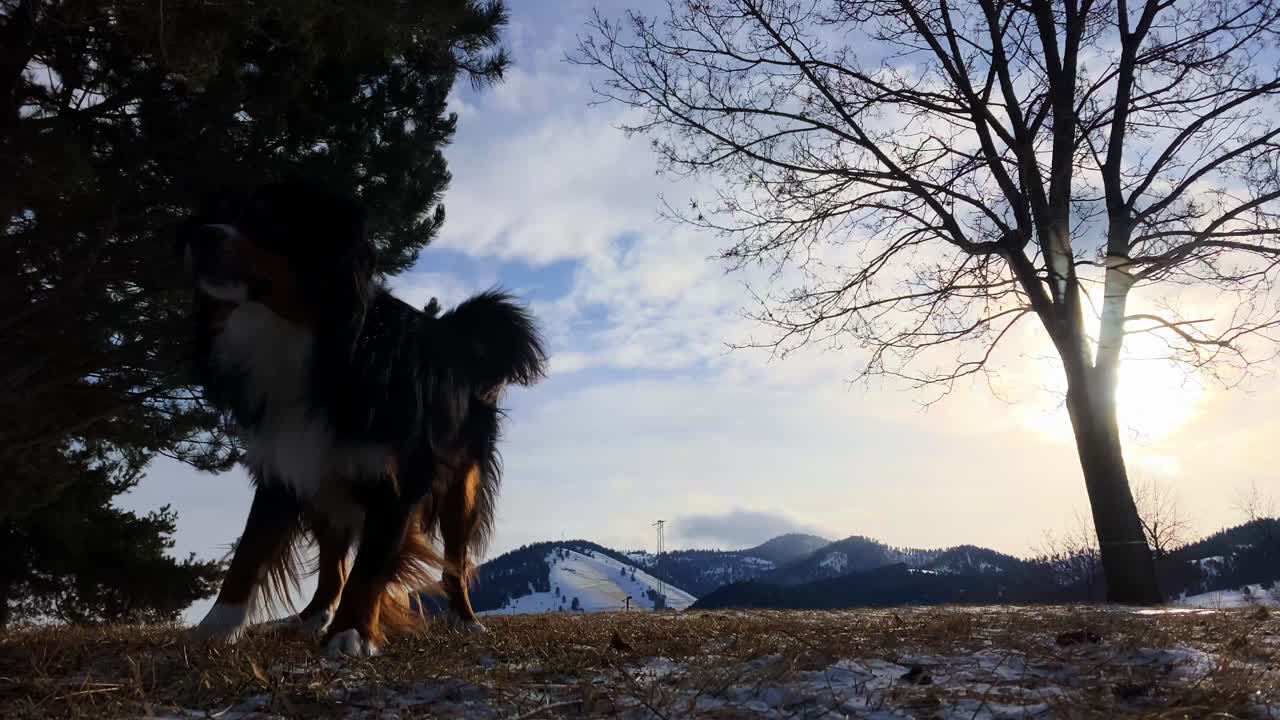 호주 셰퍼드가 공중에서 프리스비를 잡습니다.