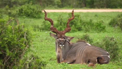 Majestic-huge-male-Kudu-relaxes-on-African-savanna