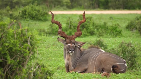 majestuoso kudu macho enorme se relaja en la sabana africana
