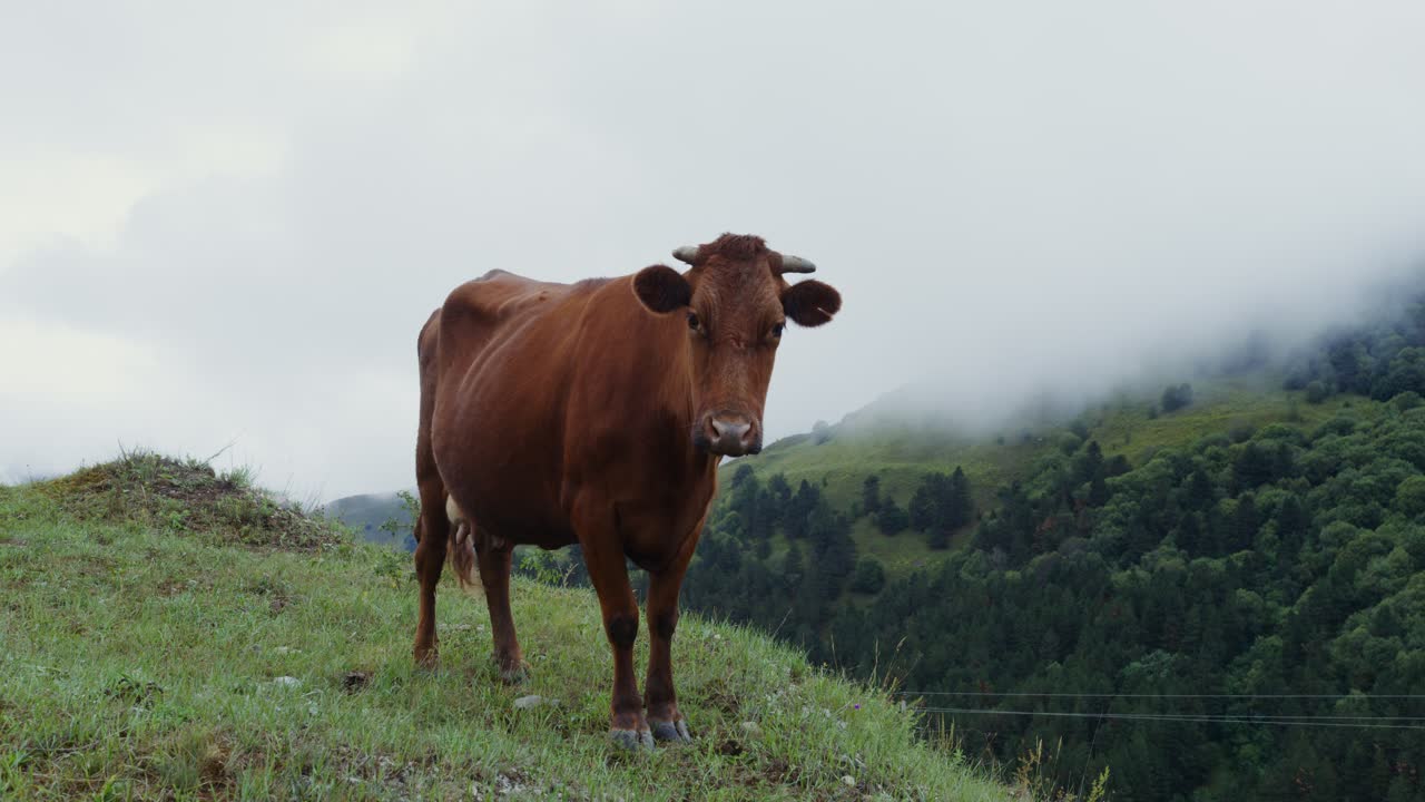 Mucca marrone su un prato di montagna