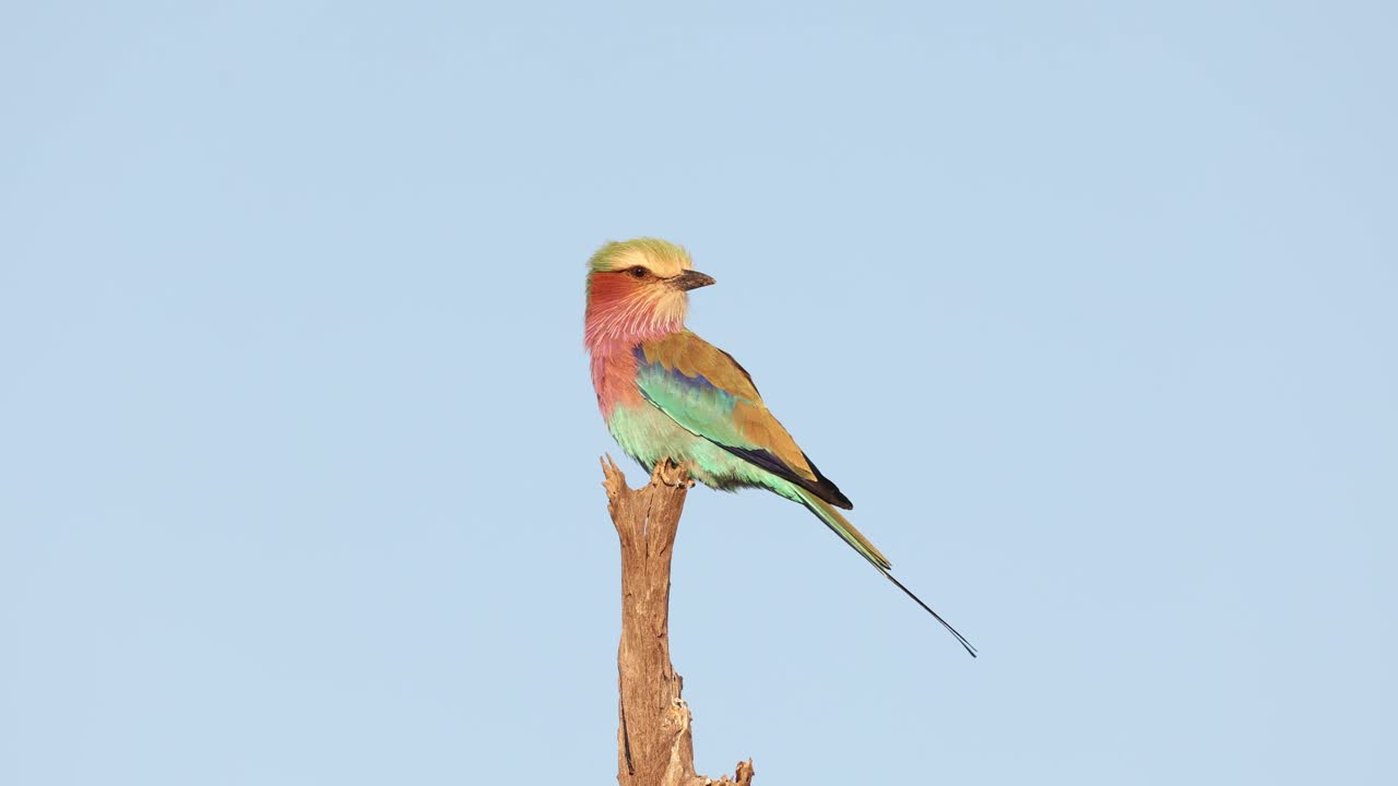 Lilac-breasted roller perched on a dry branch against a clear blue sky, moving its head and looking around, Tuli Botswana.