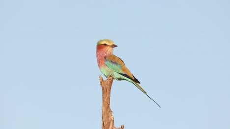 lilac-breasted roller perched on a dry branch against a clear blue sky, moving its head and looking around, tuli botswana.