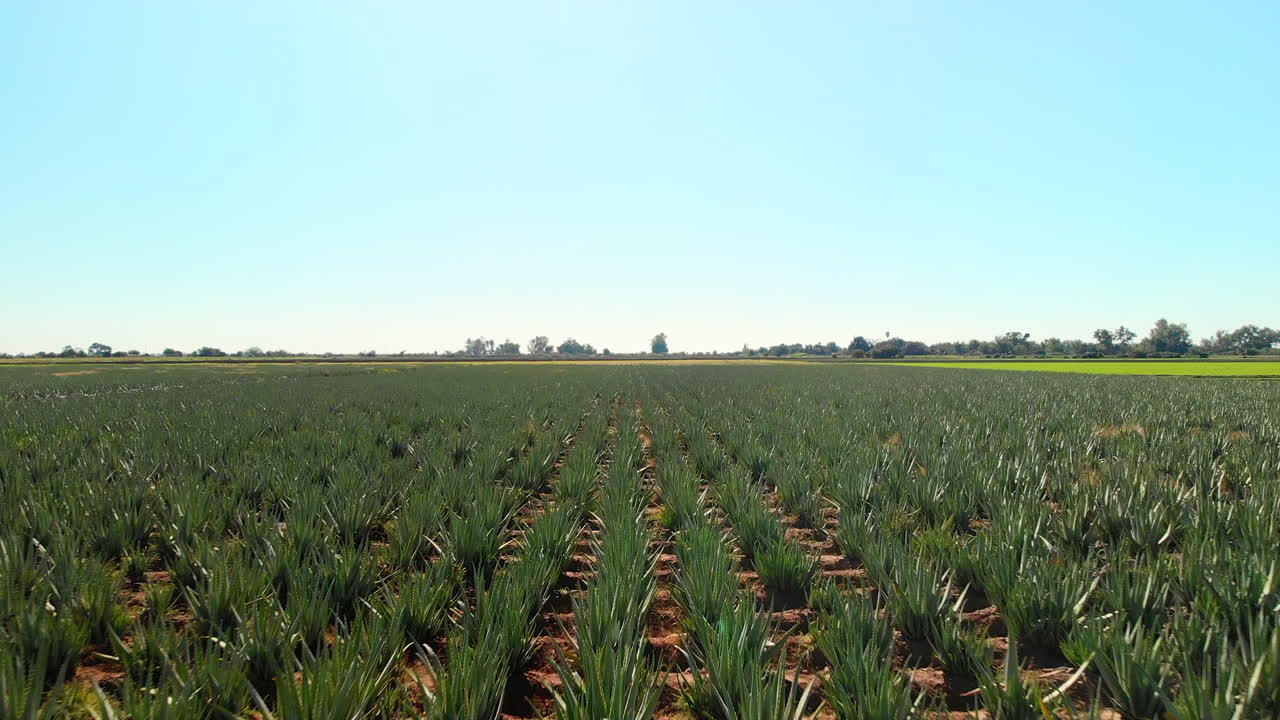aloe vera plantación mexicana toma aérea