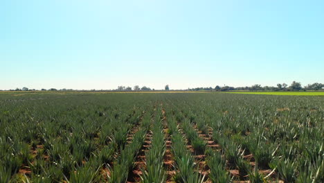 aloe vera mexican planting aerial shot