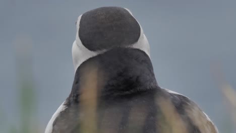 close up of a puffin in iceland on a windy day moving its colorful beak