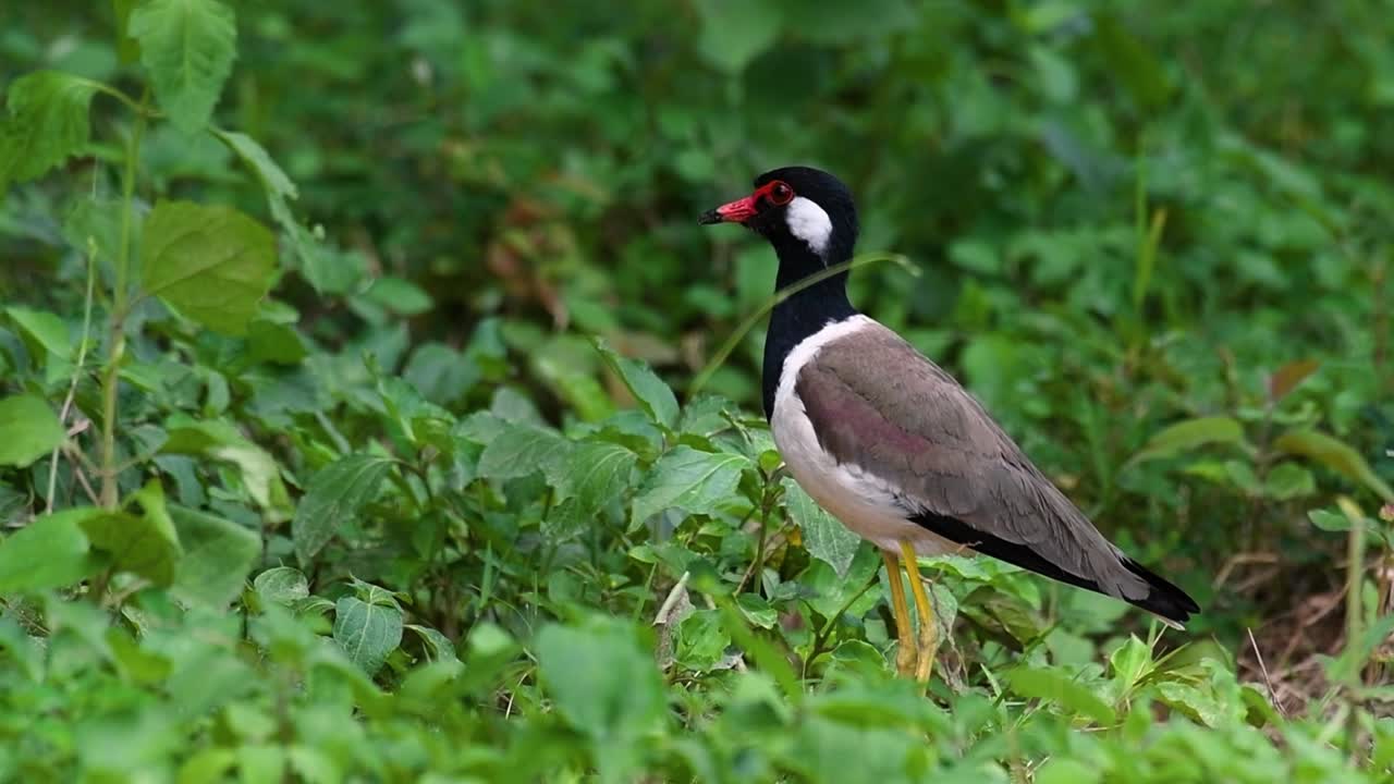 red-wattled lapwing은 태국에서 가장 흔한 새 중 하나입니다.