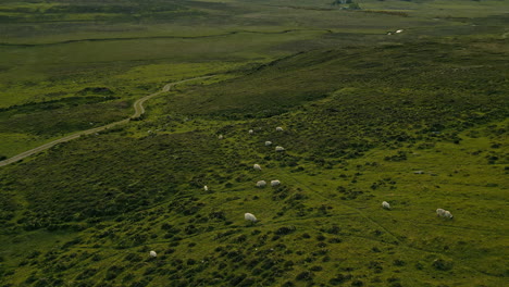 sheep grazing in green highland pastures