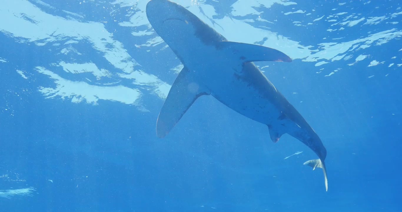 熱帯の海を泳ぐヨゴレザメ。