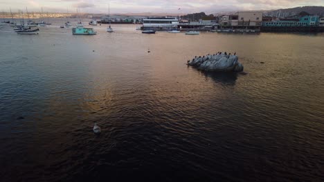 Gimbal-Amplia-Toma-Panorámica-Desde-Una-Foca-De-Puerto-Que-Se-Relaja-En-El-Agua-Hasta-Las-Aves-Marinas-En-Una-Gran-Roca-En-El-Muelle-De-Monterey,-California-Al-Atardecer