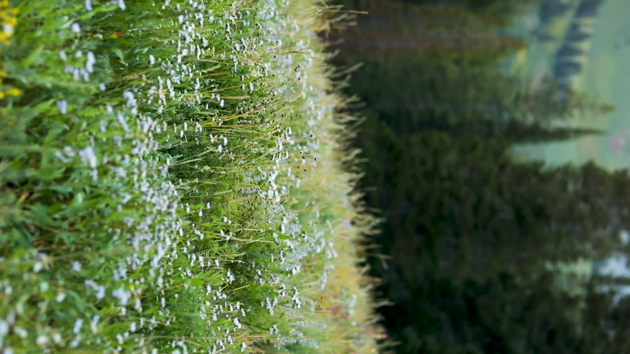 유타주 알타에 있는 알비온 분지의 무성한 들판에 있는 아름다운 야생화 - 수직 추적 샷