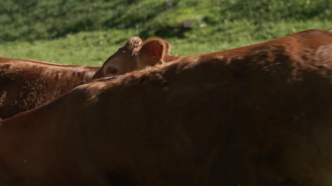 Young Blonde d'aquitaine cows in the field. Close up view.