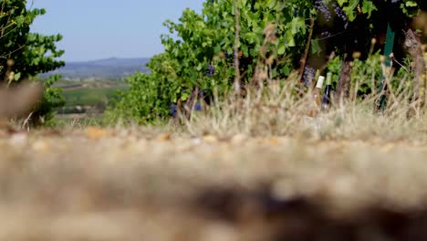 low angle shot along ripe vines ready for harvesting in southern france