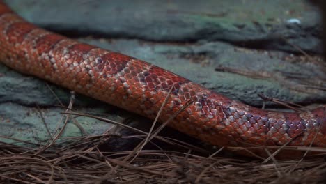 exotic species corn snake, pantherophis guttatus, serpentine locomotion, crawling and slithering around