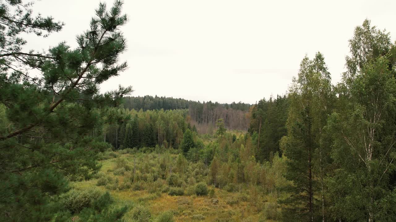 A winding river cuts through a dense green forest, creating a natural path through lush trees and meadows in a serene, untouched landscape