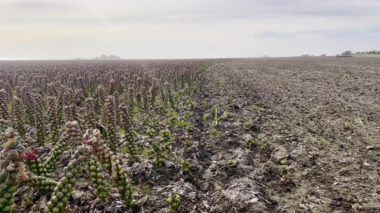 Cavolini di Bruxelles in crescita che mostrano segni di marciume durante l'inverno lungo la costa della California. Ripresa dal basso verso l'alto