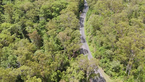 drone flyover of road through dense forest