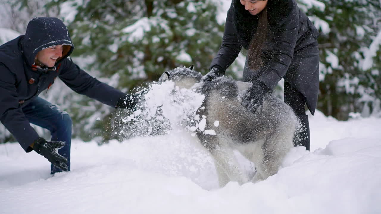 hombre y mujer se divierten caminando con husky siberiano en el bosque invernal jugando y arrojando nieve