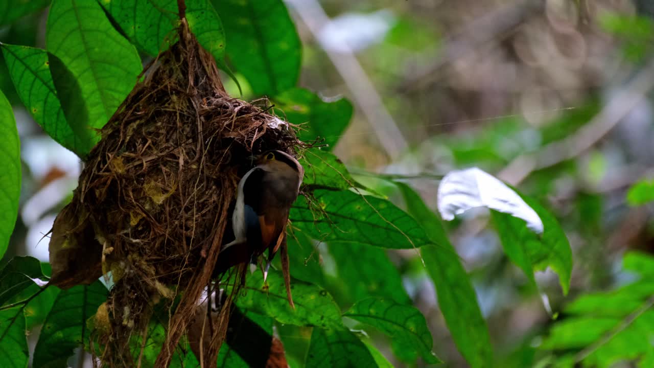 A nest swinging then the bird arrives and takes away a fecal sac from its nestlings, Silver-breasted Broadbill, Serilophus lunatus, Kaeng Krachan National Park, Thailand