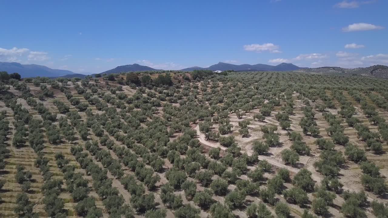 vista aérea de una colina llena de campos de olivos en el sur de españa