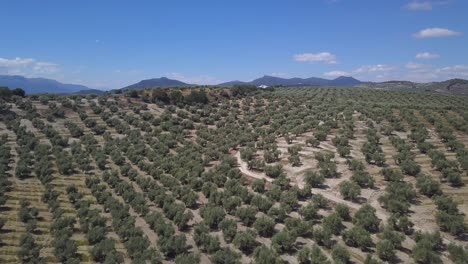 Vista-Aérea-De-Una-Colina-Llena-De-Campos-De-Olivos-En-El-Sur-De-España.