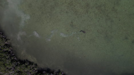 high angle aerial view of lone manatee off coast of florida keys