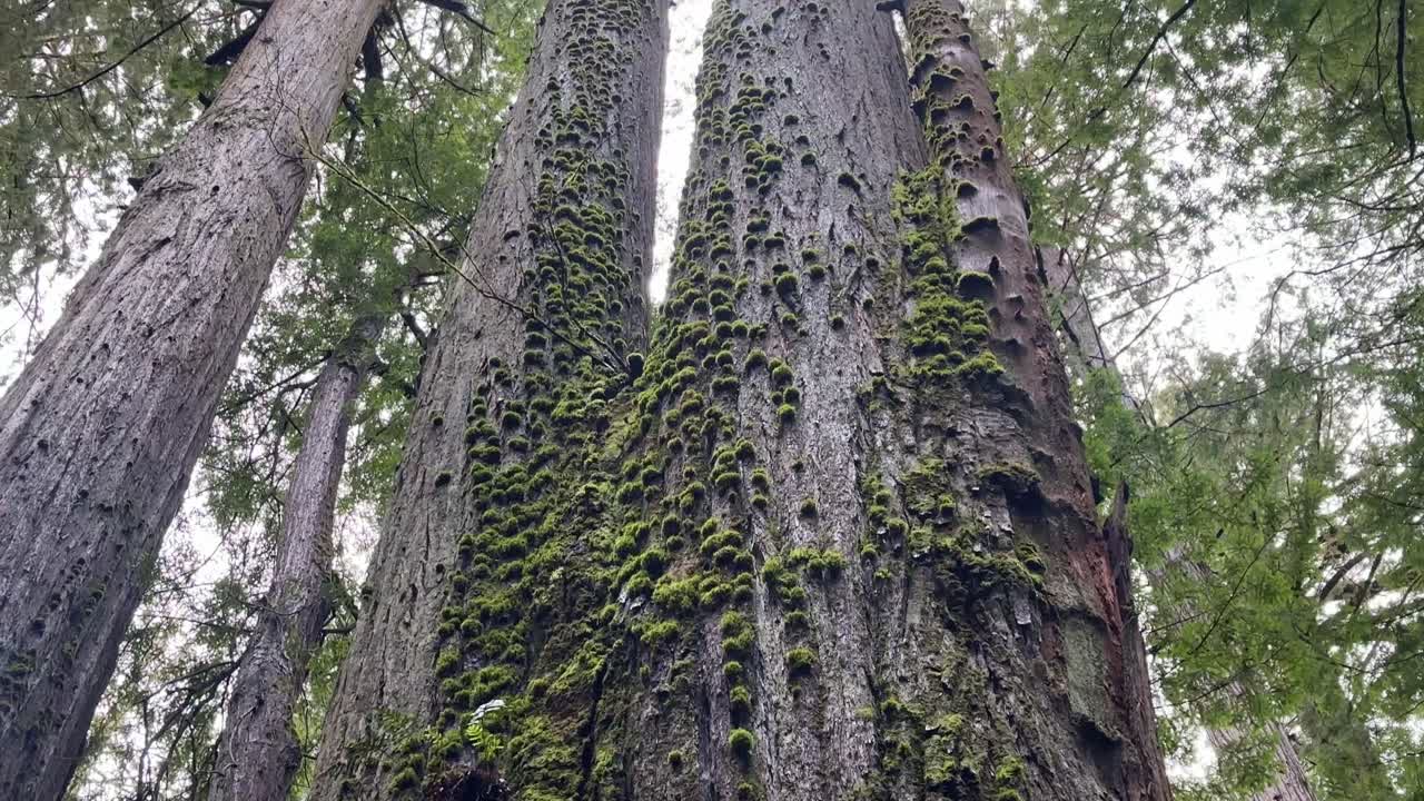 Handheld close tilting up shot of a redwood tree growing out of another redwood tree in the coastal forests of Northern California. 4K