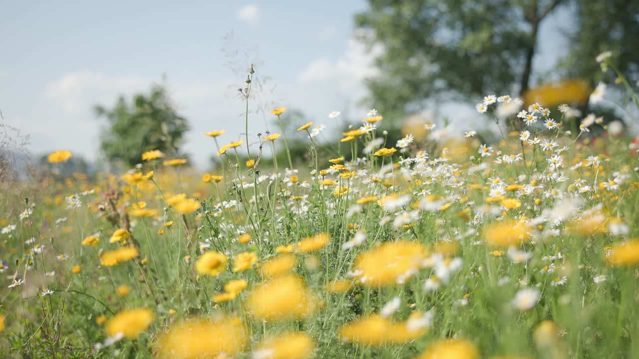 Green grass, yellow and white flowers at sunset