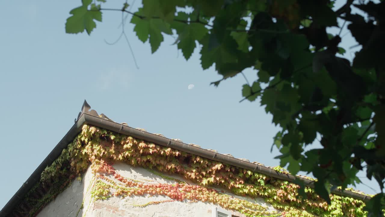 Vines climb across a villa in Tuscany, Italy.