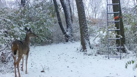 whitetail deer walks along a game trail at the edge of the woods on a snowy day in the american midwest