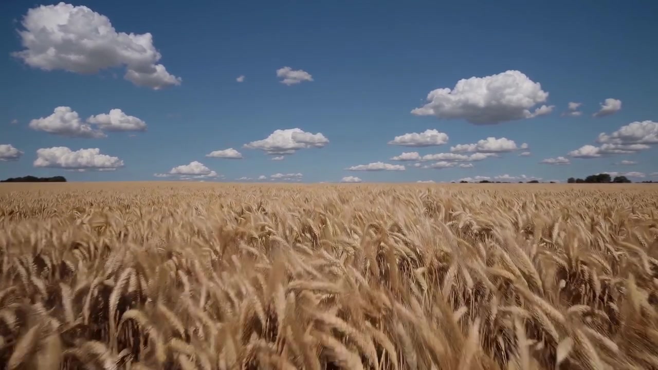 Vasto Campo de Trigo Dourado Balançando Suavemente Sob um Céu Azul