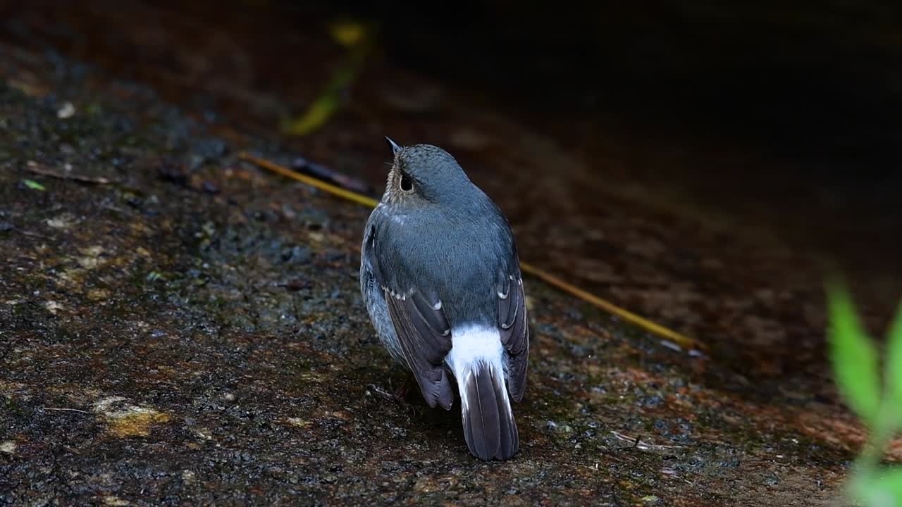 이 암컷 plumbeous redstart는 수컷만큼 화려하지는 않지만 확실히 귀여운 새의 공처럼 푹신합니다.
