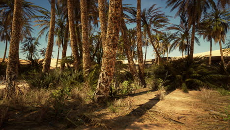 plantación de palma en la fecha de la puesta del sol