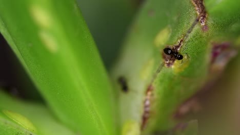 tiny ants of the brachymyrmex genus feed from liquid secreted by cochineals on a succulent plant