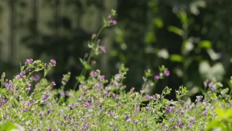 movimiento impulsado por el viento de las flores de alfalfa púrpura