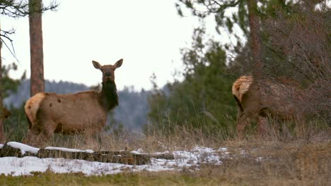 El-Alce-De-Colorado-Escuchó-A-Un-Gran-Grupo-Corriendo-Banda-De-Ciervos-En-La-Naturaleza-Animales-Reunidos-En-La-Ladera-De-La-Montaña-A-Mediados-De-Invierno-Nieve-Montañas-Rocosas-Parque-Nacional-Evergreen-Teleobjetivo-Zoom-Cinemático-Cámara-Lenta-Seguir-4k