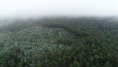 Luftaufnahme-Des-Nebligen-Waldnebels