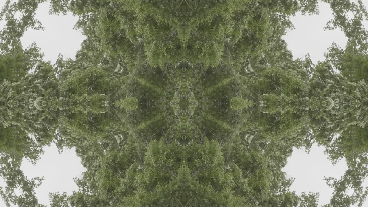 caleidoscopio de vegetación usando imágenes de bosque de wissahickon creek, philadelphia, #49