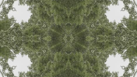 greenery kaleidoscope using forest imagery from wissahickon creek, philadelphia, #49