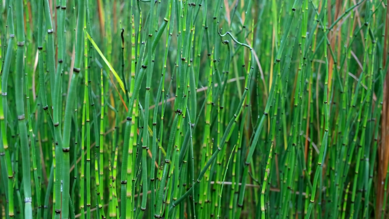 Primo piano del bambù equiseto che mostra i suoi steli lisci e segmentati, le trame intricate e le vivaci tonalità verdi, enfatizzando la sua eleganza naturale e la struttura botanica unica