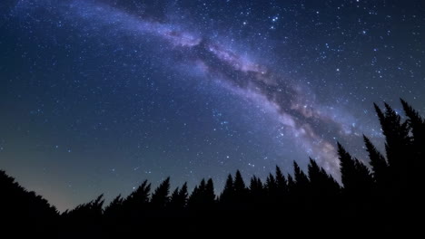 el cielo estrellado de la noche sobre el bosque