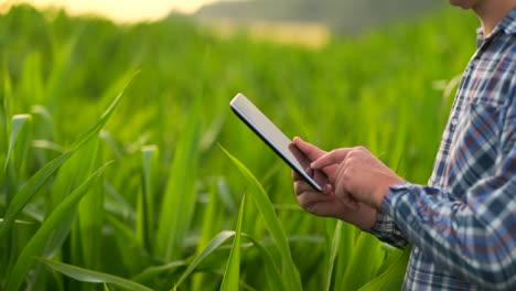 Nahaufnahme-Einer-Männlichen-Hand,-Die-Ein-Blatt-Berührt.-Ein-älterer-Landwirt-Hält-Auf-Einem-Maisfeld-Einen-Laptop-Und-übernimmt-Die-Kontrolle-über-Den-Ertrag